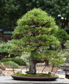 kyparissos,Cypress Bonsai
